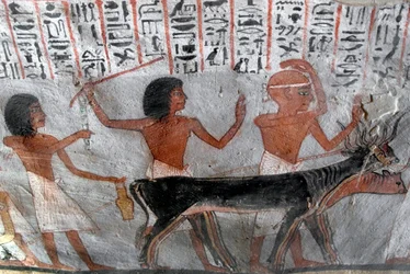 Ägyptische Antike: Figuren führen Viehköpfe. Gemälde aus dem Grab von Roy (TT255). 18. Dynastie. Vom Westufer von Luxor, Ägypten