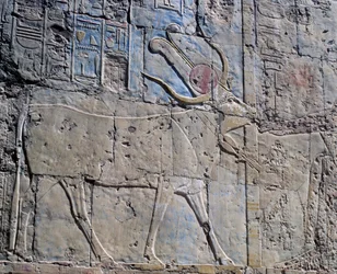 Göttin Hathor in Form einer heiligen Kuh, bemaltes Relief, Kapelle der Hathor, Totentempel der Königin Hatschepsut, auch bekannt als Djeser-Djeseru, Deir el-Bahri, Theben (Unesco-Welterbeliste)