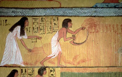 Detail einer Ernteszene an der Ostwand, aus dem Grab von Sennedjem, Das Dorf der Arbeiter, Neues Reich