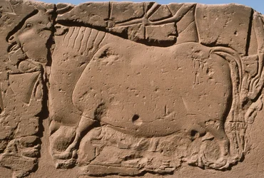 Detail eines Reliefs, das eine Kuh darstellt, Ramses II. (1298-32 v. Chr.) Hof