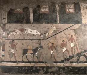 Agrarszene, Wandmalerei aus der Mastaba des Ti in Sakkara, Altes Reich, ca. 2494-2345 v. Chr. (bemalter Kalkstein)