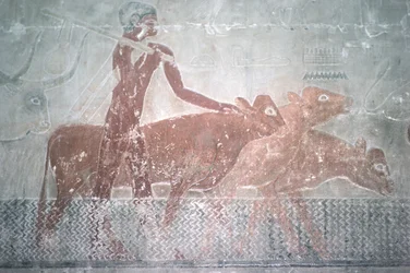 Rinder, die einen Kanal in der Mastaba-Kapelle von Ti durchqueren, Altes Reich
