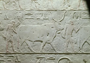 Hirte führt einen Stier, Detail aus der Mastaba des Akhethotep, aus Saqqara, Altes Reich, ca. 2500 v. Chr.