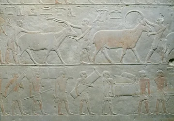Diener treiben einen Oryx und eine Antilope und andere tragen Gepäck, aus der Mastaba von Akhethotep, Saqqara, Altes Reich