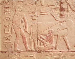 Relief, das einen Mann zeigt, der eine Kuh melkt, aus dem Mastaba von Kagemni, Altes Reich