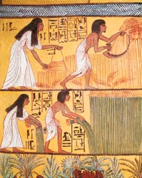 Detail einer Ernteszene an der Ostwand, aus dem Grab von Sennedjem, Das Dorf der Arbeiter