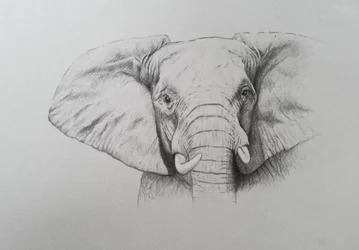 Elefant, 2011