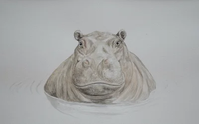 Nilpferd