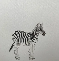 Zebra, 2018
