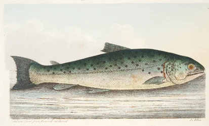 Lachsforelle aus Berwick on Tweed, aus Eine Abhandlung über Fische und Fischteiche, veröffentlicht 1832