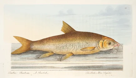 Der Barbe, aus Eine Abhandlung über Fische und Fischteiche, veröffentlicht 1832