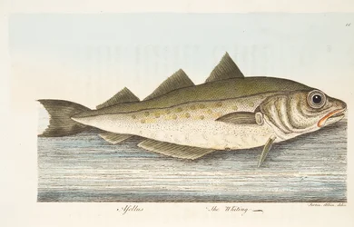 Der Wittling, aus Eine Abhandlung über Fische und Fischteiche, veröffentlicht 1832