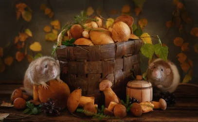 Herbstliche Pilzfreunde