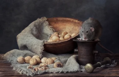 Rustikale Ratte und Walnüsse