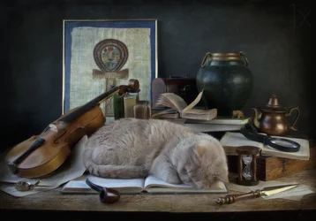 Schlafende Katze Studie