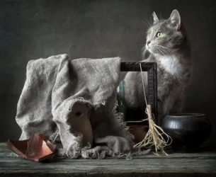 Vintage Stillleben mit Katze