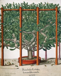 Ficus Indica Eystetten fis ex uno Folio Enata lu Xurians