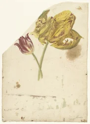 Studie von zwei Tulpen
