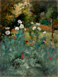 Mohnblumen