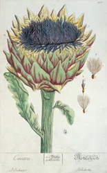 Artischocke, aus 