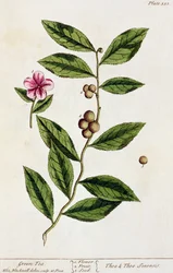 Grüner Tee, Tafel 351 aus 