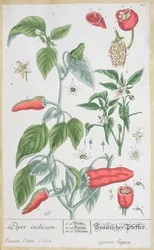 Guinea-Pfeffer (Piper Indicum) Tafel 129 aus der deutschen Ausgabe von 