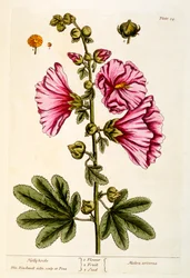 Stockrosen, Tafel 54 aus 