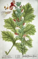Die Acanthus, 1737
