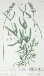 Lavendelspitze, Tafel aus 