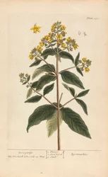 Lysimachia (Felberich), Tafel 278 aus 