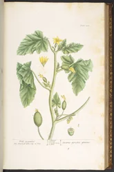 Tafel 108, aus 