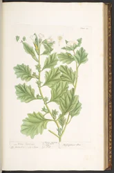 Tafel 111, aus 