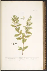 Tafel 114, aus 