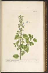 Tafel 136, aus 