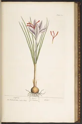 Tafel 144, aus 