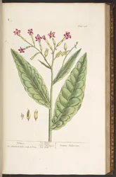 Tafel 146, Tabak, aus 
