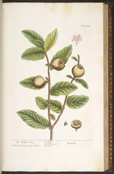 Tafel 154, aus 