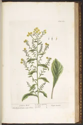 Tafel 169, Goldrute, aus 
