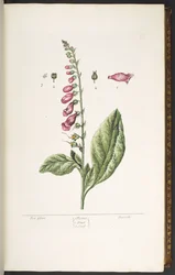Tafel 16, Fingerhut, aus 