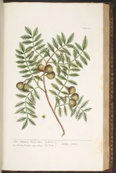 Tafel 174, aus 