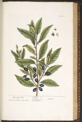 Tafel 175, aus 