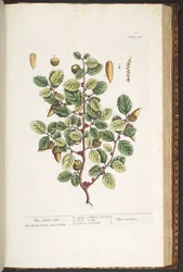 Tafel 186, aus 