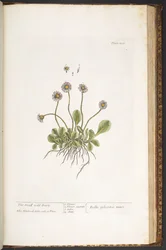 Tafel 200, Kleine Wilde Gänseblümchen, aus 