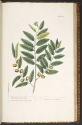 Tafel 213, aus 