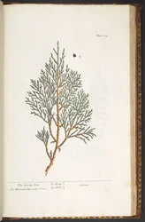 Tafel 214, aus 