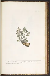 Tafel 219, aus 
