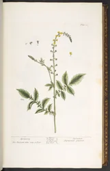 Tafel 21, Odermennig, aus 