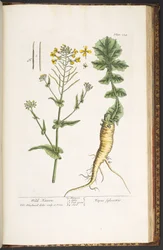 Tafel 224, aus 