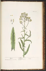 Tafel 246, Wodd, aus 