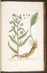 Tafel 249, aus 